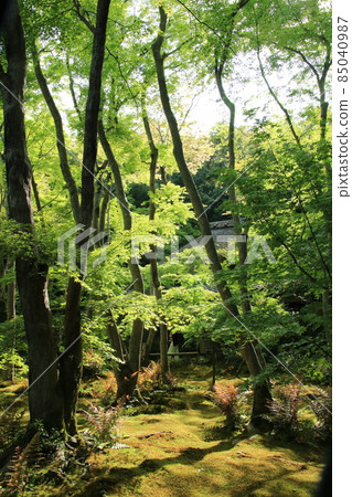京都御王寺的苔蘚園 85040987