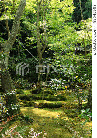 京都御王寺的苔蘚園 85040988