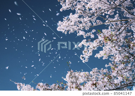 Cherry blossoms at night 85041147
