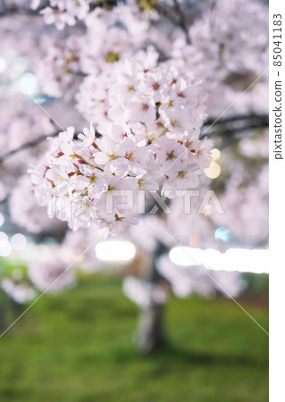 Cherry blossoms at night Cherry blossoms at night 85041183