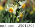 Beautifully blooming daffodil flowers 85041209