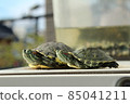 Turtle sunbathing with friends 85041211