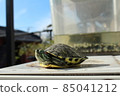 Turtle to sunbathe 85041212