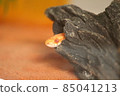 A snake looking into the face through a hole 85041213