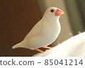 Warm Java sparrow 85041214