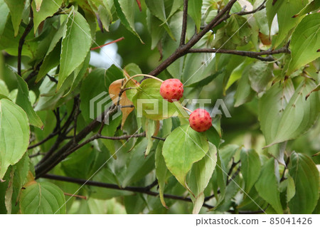 Kousa dogwood fruit, Kousa dogwood, Morus alba Kousa dogwood fruit, Kousa dogwood, Morus alba 85041426