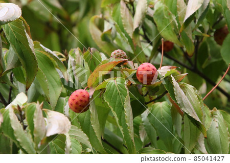 Kousa dogwood fruit, Kousa dogwood, Morus alba 85041427
