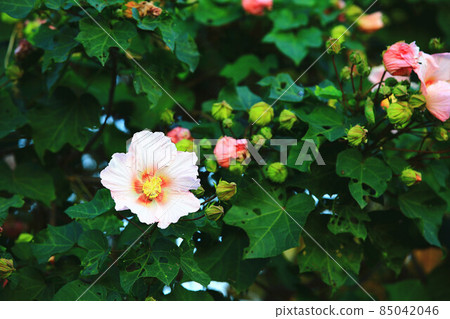 Yamafuyo, Taitanyamafuyo, Taiwafuyo, Kitofuyo, Senmen Bijin, Sanjo Fuyo, Acid Fuyo, Senmenjojo, Frost Flower 85042046