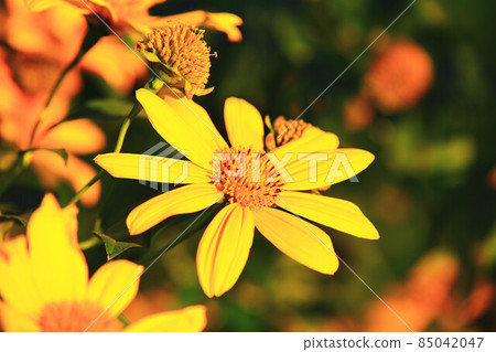 腫紋菊花向日葵向日葵皇家向日葵黛玉菊狐狸菊異葉菊 85042047