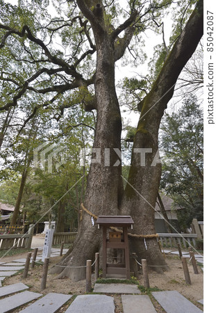 Izanagi Jingu Couple Okusu (Taga, Awaji City, Hyogo Prefecture) 85042087