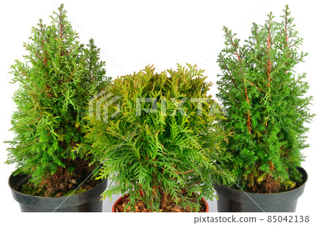 a plants isolated on white background 85042138