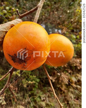 persimmon 85042526