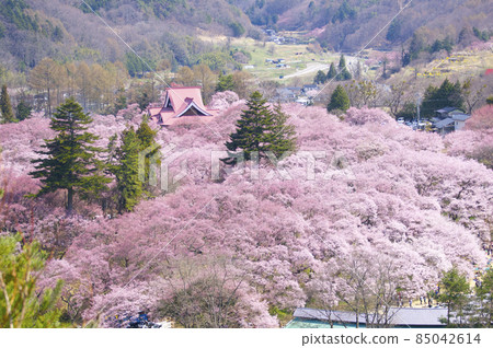 高遠城的櫻海 85042614