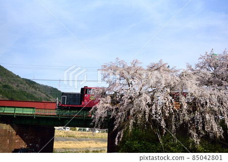 Kyoto's Sagano trolley train in front of Kameoka station in full bloom 85042801