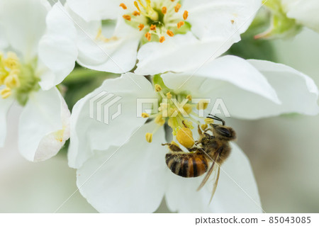 Honey bee pollinating apple blossom in spring garden 85043085