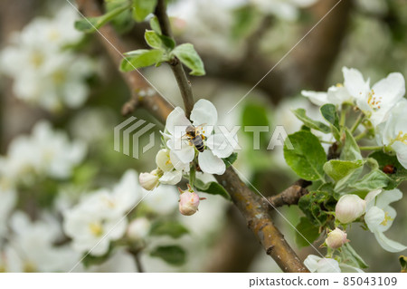 Honey bee pollinating apple blossom in spring garden Honey bee pollinating apple blossom in spring garden 85043109