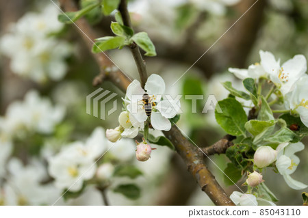 Honey bee pollinating apple blossom in spring garden Honey bee pollinating apple blossom in spring garden 85043110
