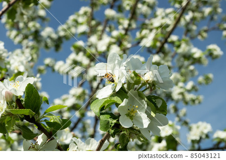 Honey bee pollinating apple blossom in spring garden Honey bee pollinating apple blossom in spring garden 85043121