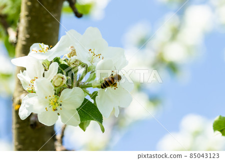 Honey bee pollinating apple blossom in spring garden Honey bee pollinating apple blossom in spring garden 85043123