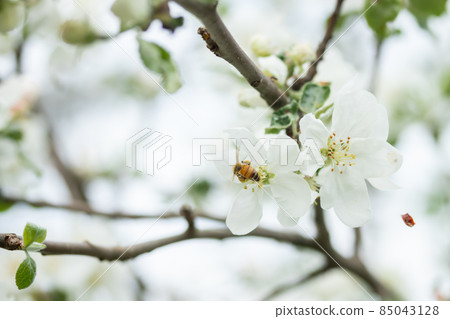 Honey bee pollinating apple blossom in spring garden Honey bee pollinating apple blossom in spring garden 85043128