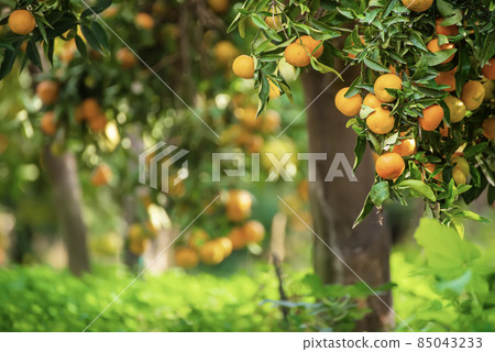 Tangerine sunny garden Tangerine sunny garden 85043233