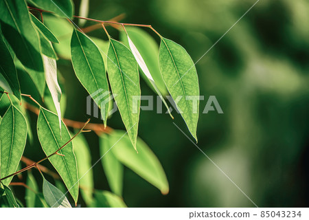 Eucalyptus green leaves 85043234
