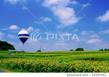 Sanbongi Sunflower Hill and Balloons (Osaki City, Miyagi Prefecture) 85043581