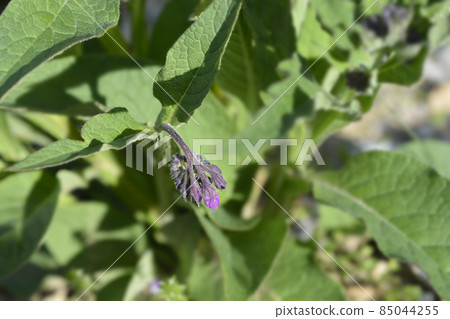 Common comfrey Common comfrey 85044255