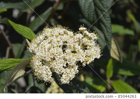Wrinkled viburnum Wrinkled viburnum 85044261