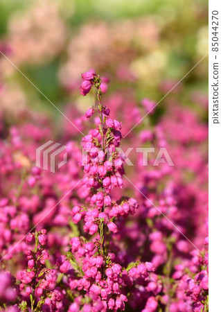 Pink bell heather 85044270