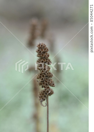 Common hedgenettle Common hedgenettle 85044271