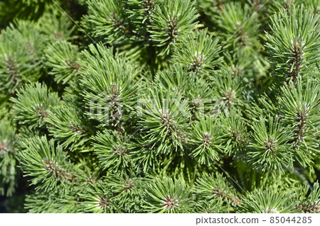 Dwarf mountain pine Ophir 85044285