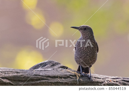 A happy blue bird, the blue rock thrush, which resembles a bulbul but sings with a beautiful voice from a completely different family. A happy blue bird, the blue rock thrush, which resembles a bulbul but sings with a beautiful voice from a completely different family. 85044519