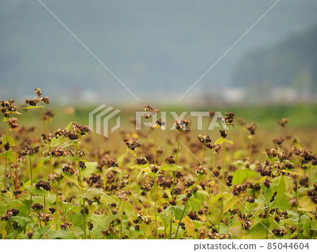 After the cute white flowers of buckwheat bloom, a lot of buckwheat fruits grow. 85044604