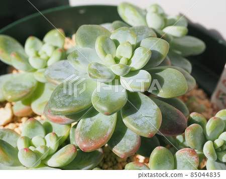 多汁的種植 多汁的種植 85044835