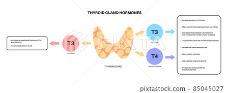 Thyroid hormones diagram 85045027