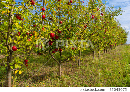 Beautiful orchard of ripe apples on a sunny day Beautiful orchard of ripe apples on a sunny day 85045075