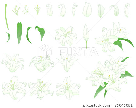 Lily flower illustration set 85045091