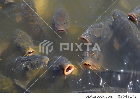 Koi feeding in a pond 85045172
