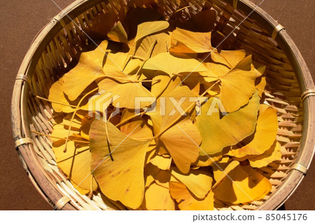 Leaves of yellow leaves ginkgo Leaves of yellow leaves ginkgo 85045176