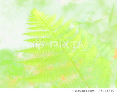 Fern-shaped plant in the forest. Beautiful graceful green leaves. Polypodiphyta, a department of vascular plants that includes modern ferns and ancient higher plants. Abstract background 85045249