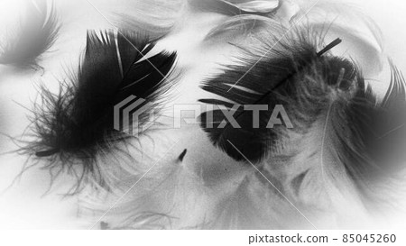 Black and white image of feathers as a background. Light curved fluffy feathers scattered on a white background. Symbol of death, mourning and sorrow. 85045260