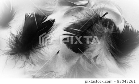 Black and white image of feathers as a background. Light curved fluffy feathers scattered on a white background. Symbol of death, mourning and sorrow. Black and white image of feathers as a background. Light curved fluffy feathers scattered on a white background. Symbol of death, mourning and sorrow. 85045261