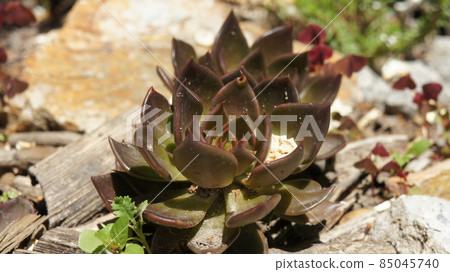 Succulent on an alpine slide, landscape design. Succulent on an alpine slide, landscape design. 85045740