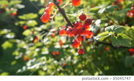 Red currant berries on the bush. Green bush and red berries. 85045747