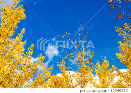 (Nature-Landscape) Colorful ginkgo tree 1 (Nature-Landscape) Colorful ginkgo tree 1 85046213