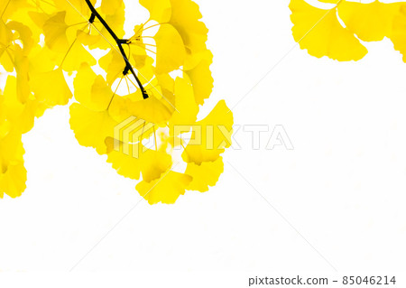 (Nature-Landscape) Colorful ginkgo 85046214