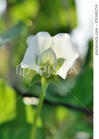 活潑的花朵 活潑的花朵 85046254