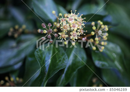 Remaining flowers of Fuyuzuta 85046289