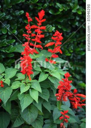 丹參鮮紅的花朵 85046298